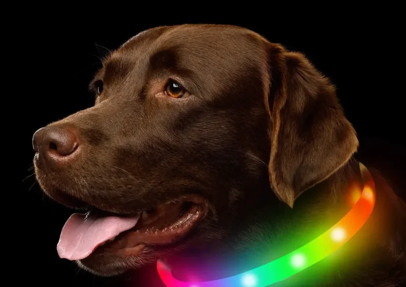 Silicone Led Luminous Dog Collar Usb Rechargeable 2